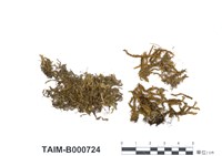 藏品(卷葉鳳尾苔)的圖片